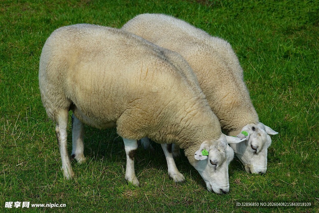 草地上的两只绵羊