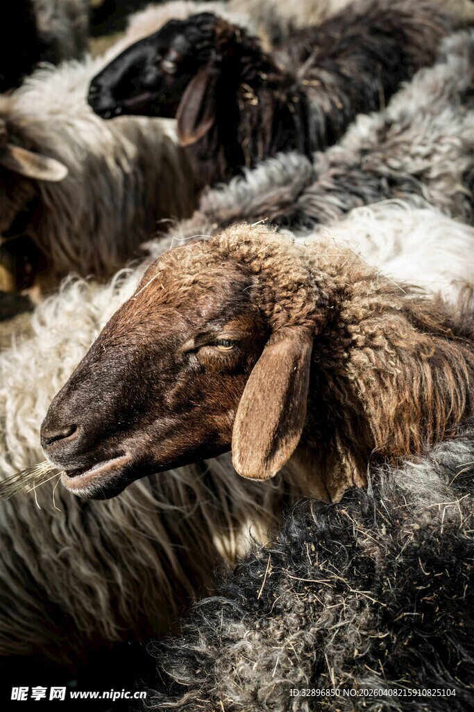 一群绵羊挤在一起