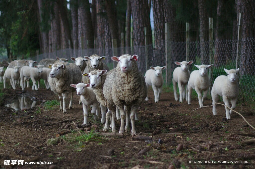 林间羊群