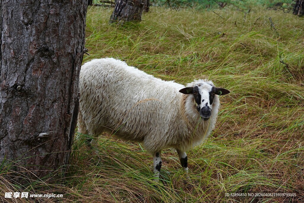 树下站立的绵羊