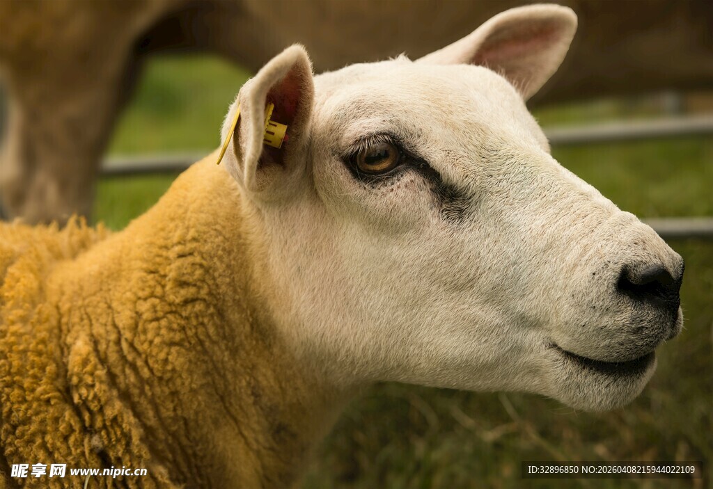 黄白相间的绵羊特写