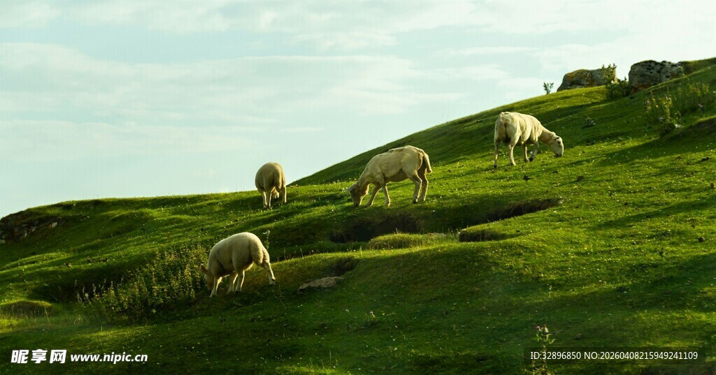山坡上的羊群悠然吃草