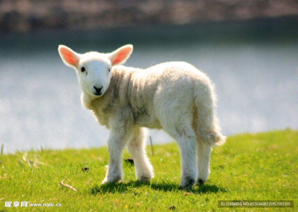 草地上的可爱小羊羔