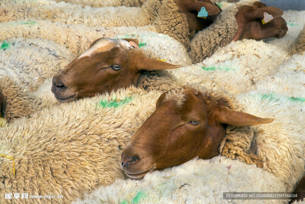 一群绵羊挤在一起