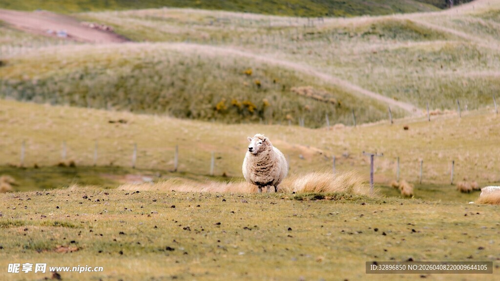 草原上休憩的羊驼