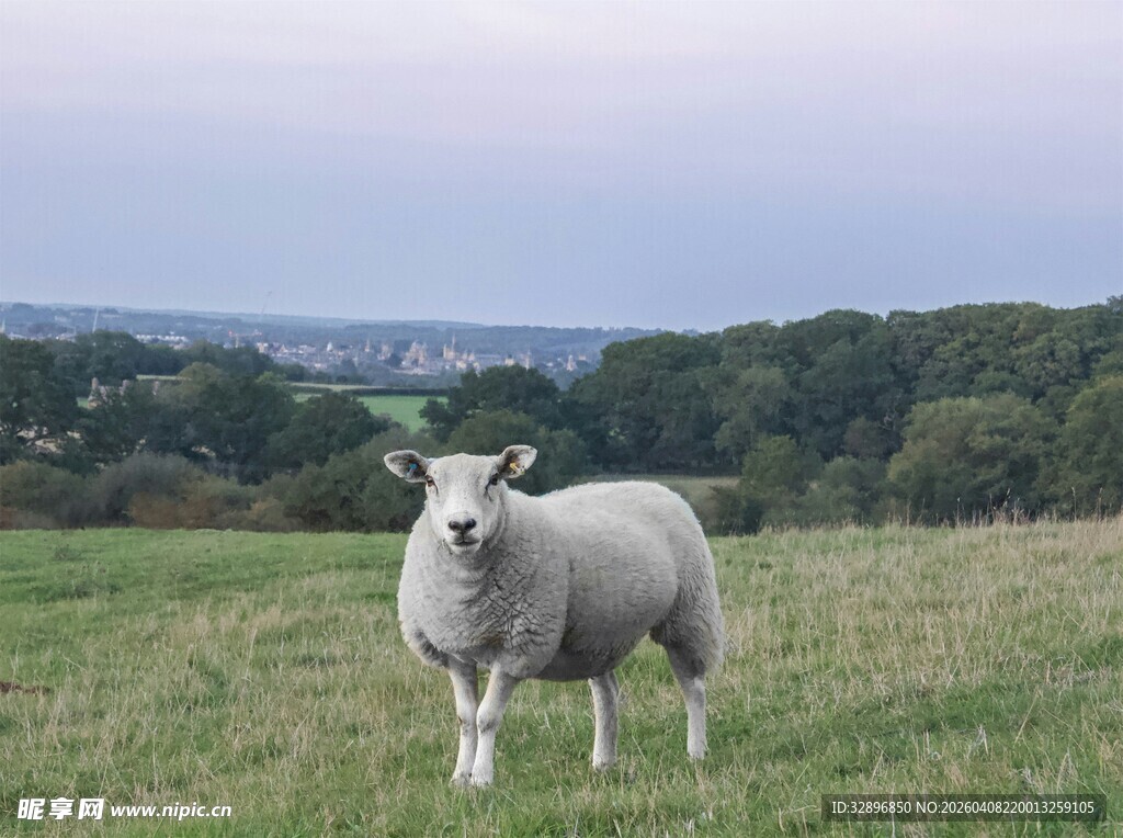 田野中的站立绵羊