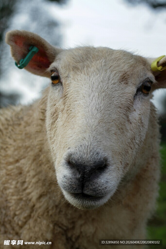 可爱绵羊特写