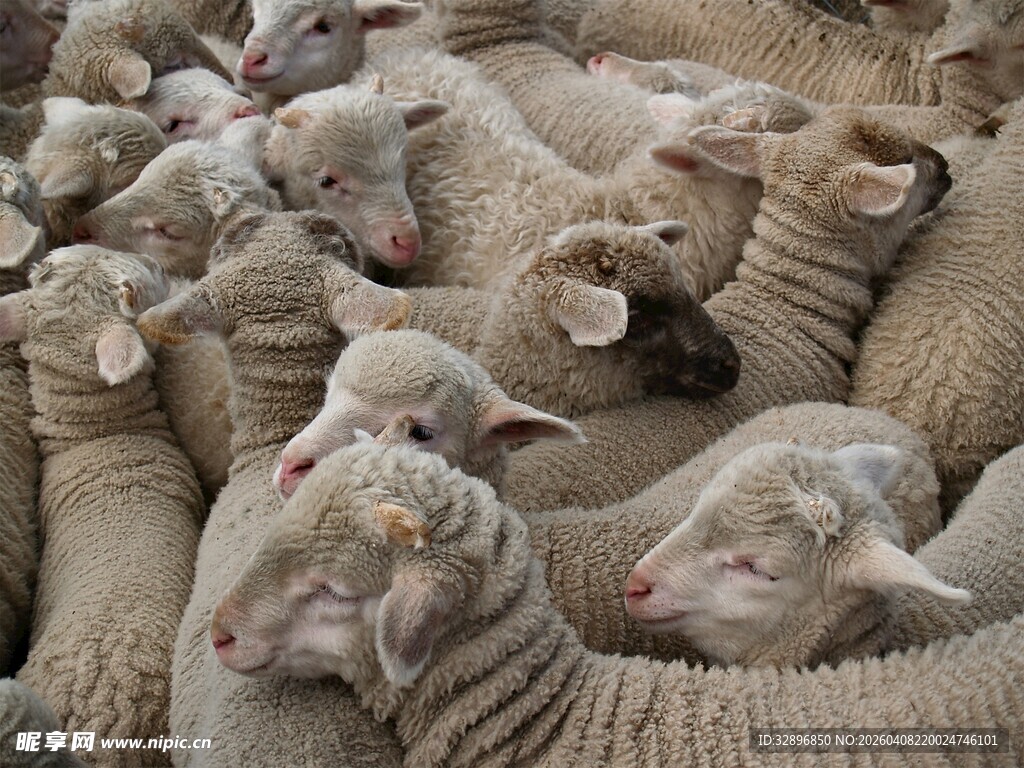 一群绵羊挤在一起