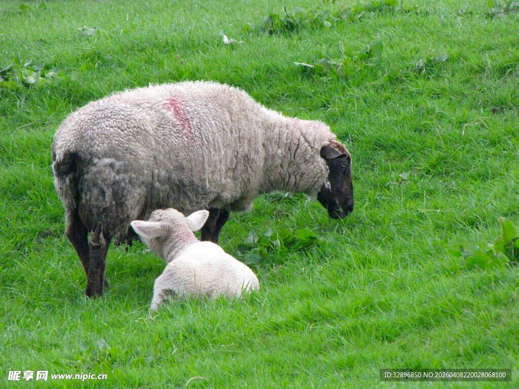 母羊与小羊在绿草地