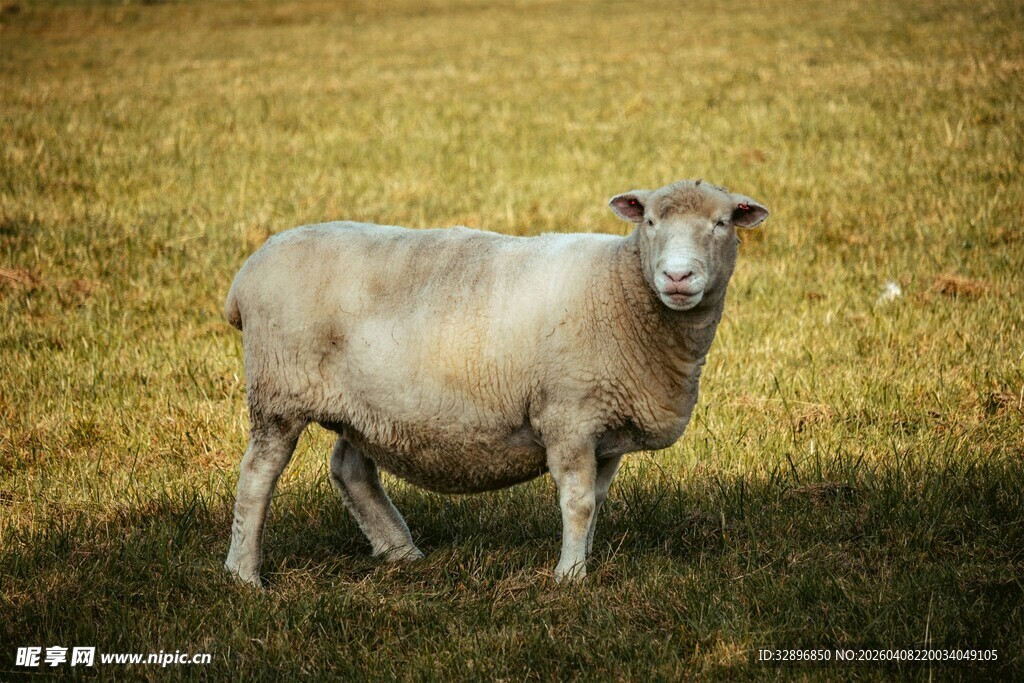 田野中的站立绵羊