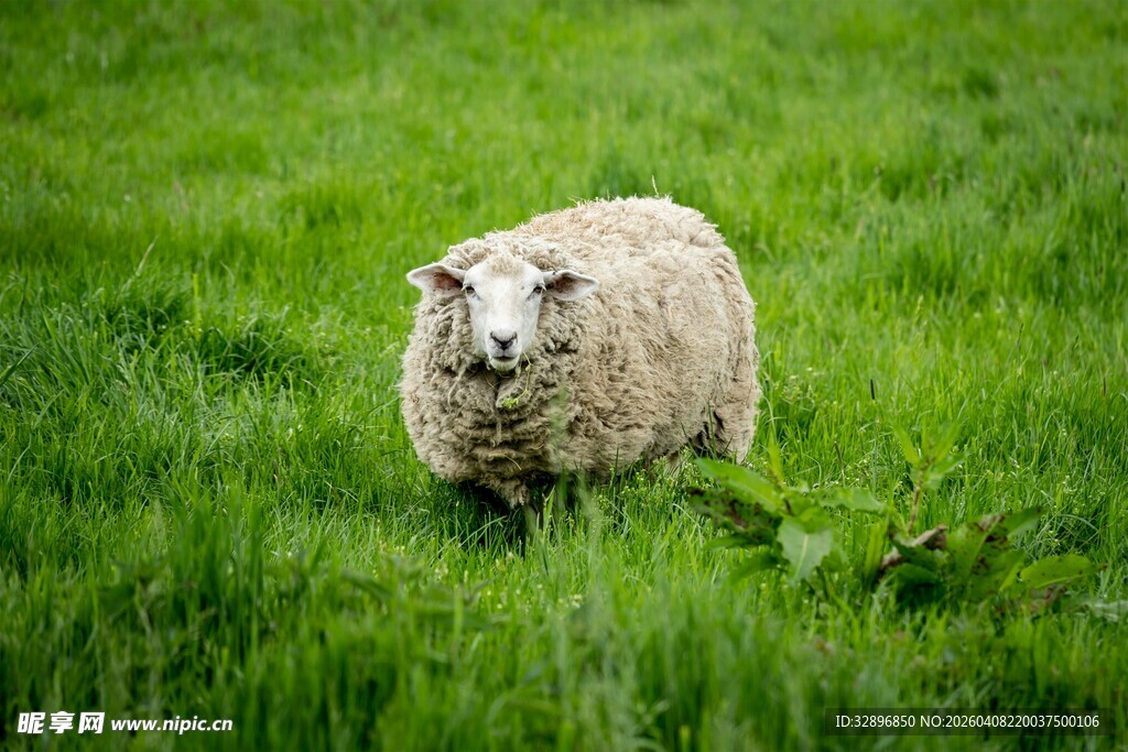 草地上的一只绵羊