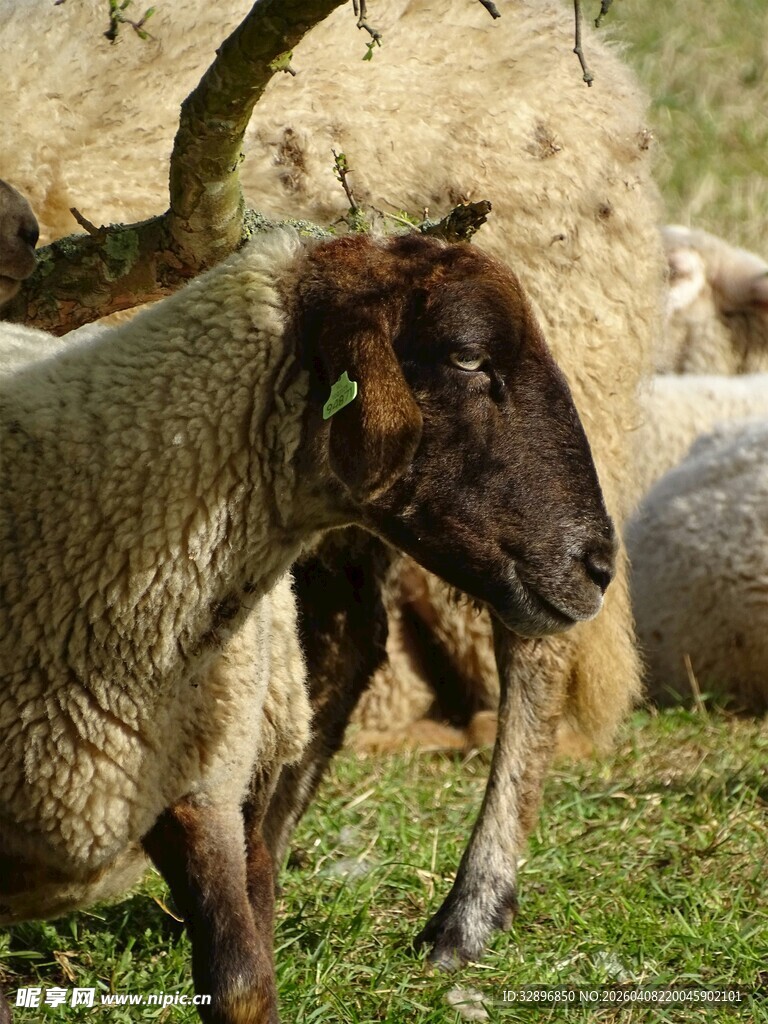 草地上的几只羊