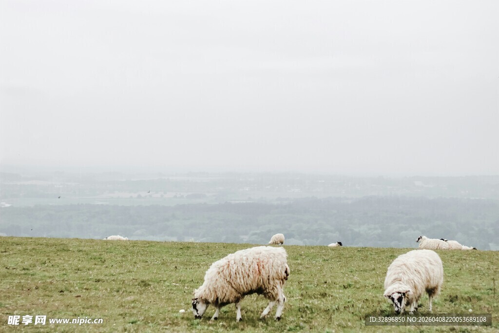 草原上的绵羊悠然吃草