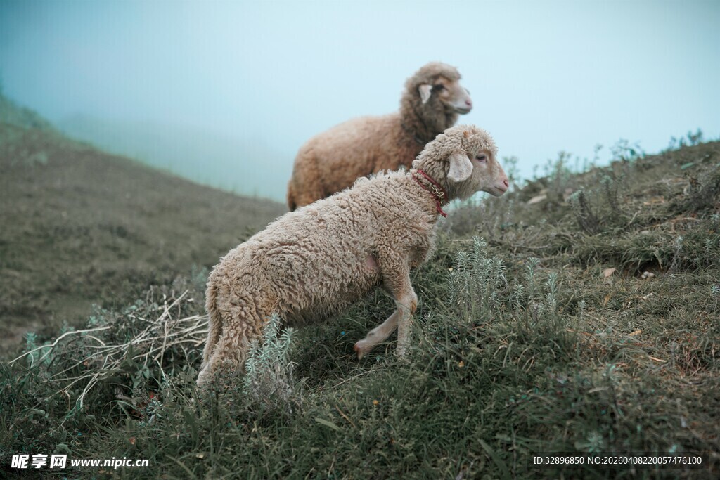 山坡上的两只可爱狗狗