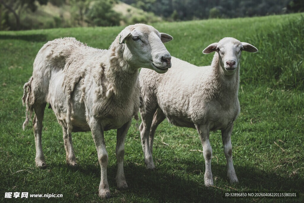 草地上的两只绵羊