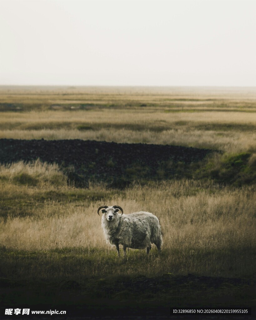 草原上的孤独绵羊
