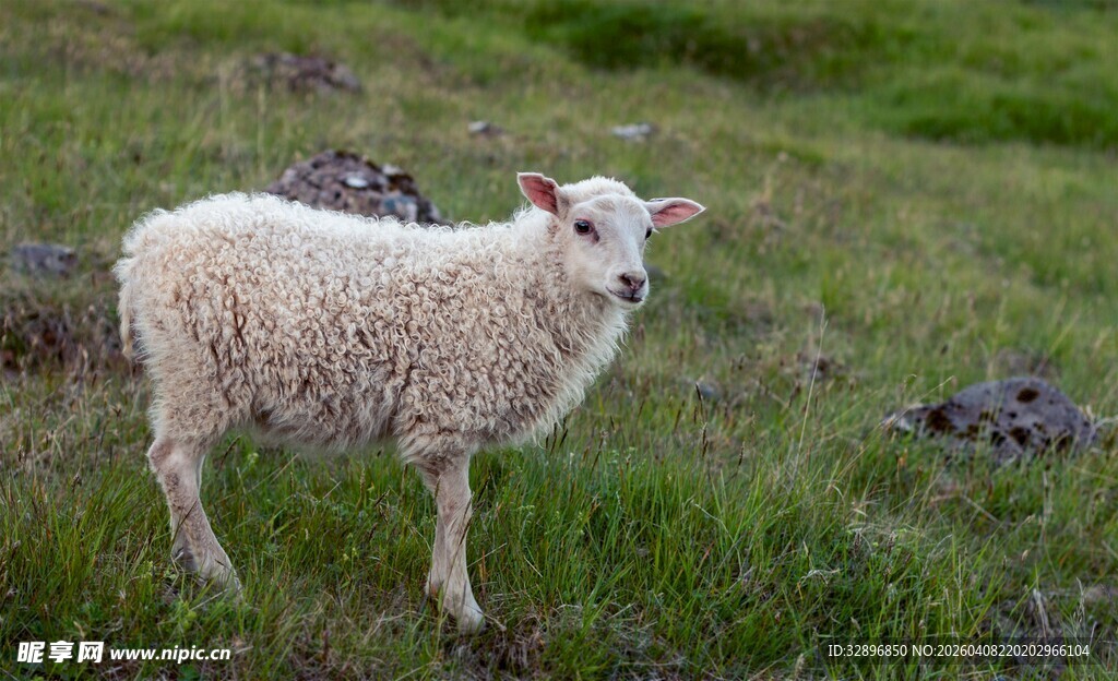 草地上的可爱小羊羔