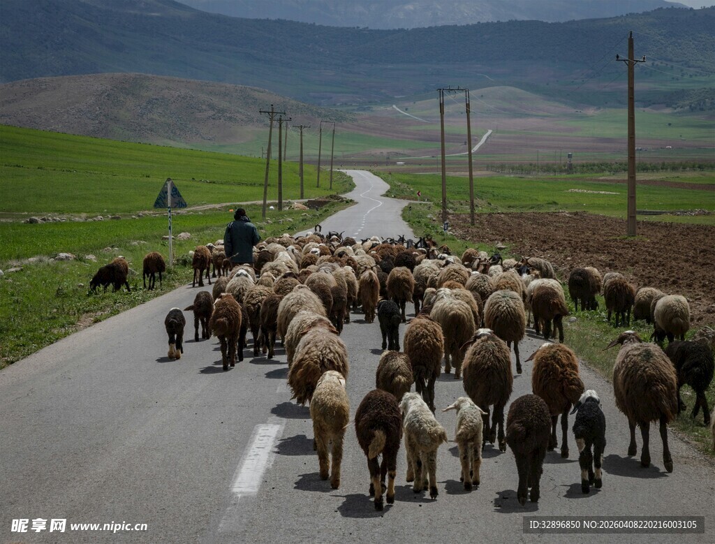羊群漫步在乡间公路上