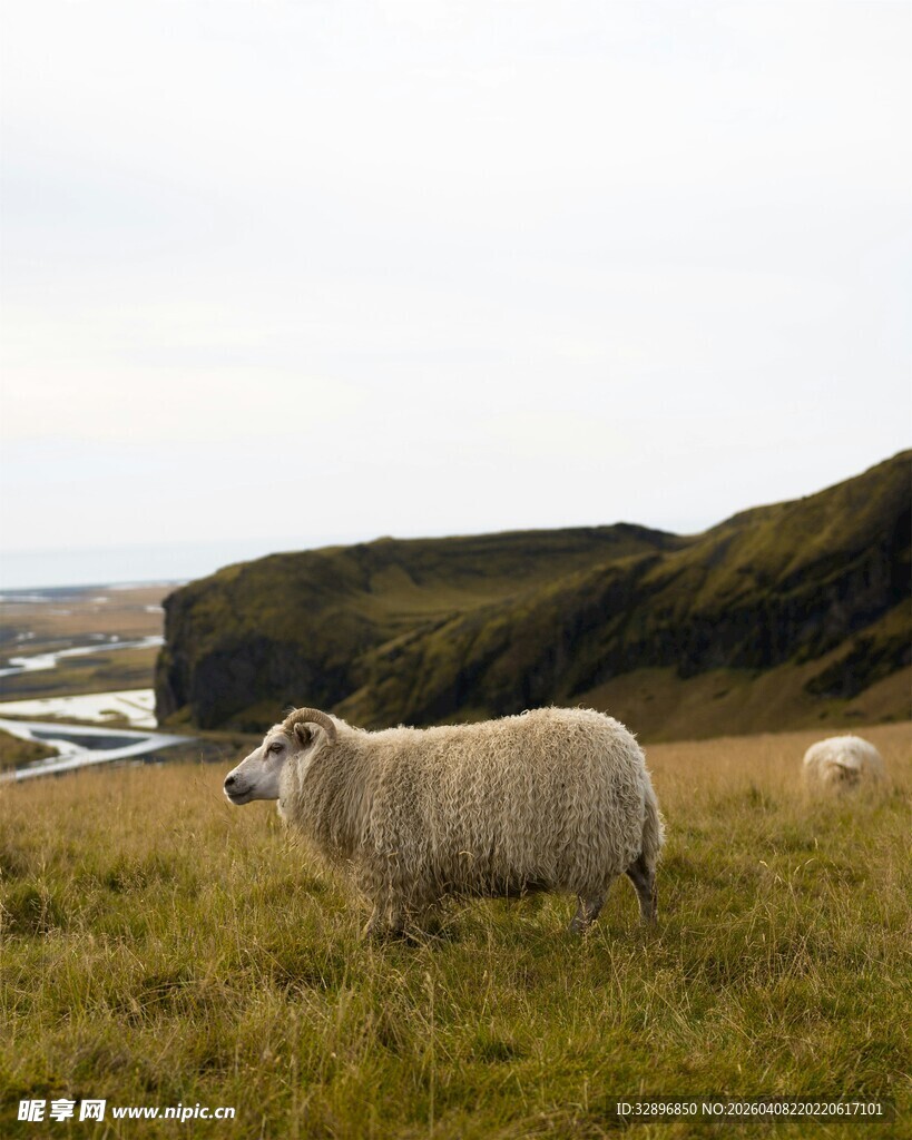草原上的绵羊