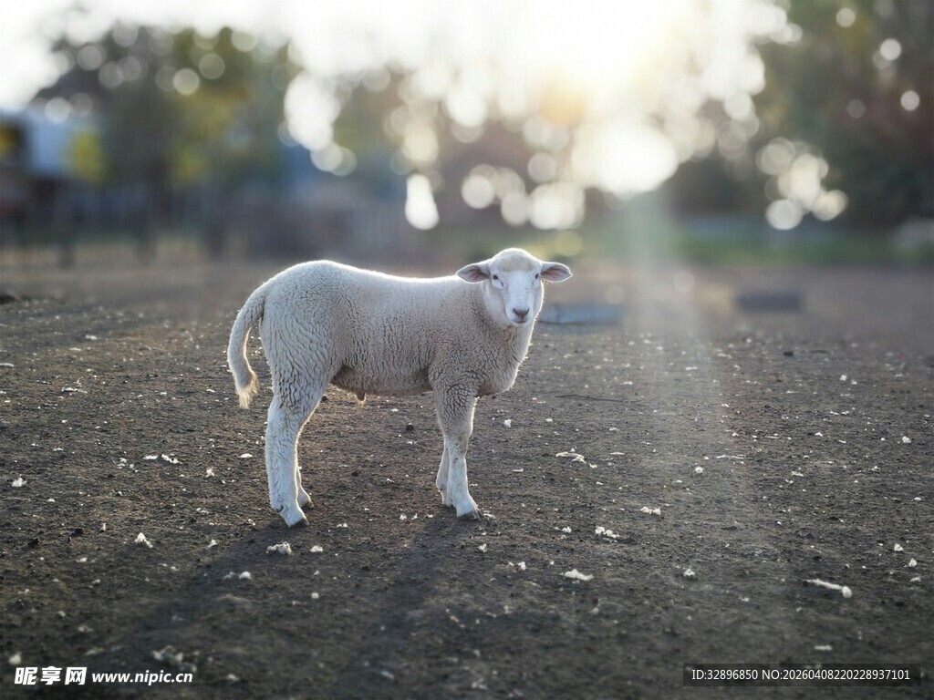 田野中的可爱小羊羔