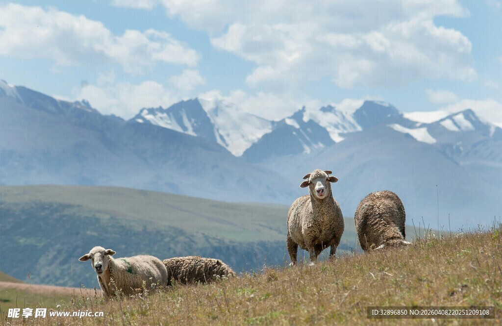草原上的羊群与远山