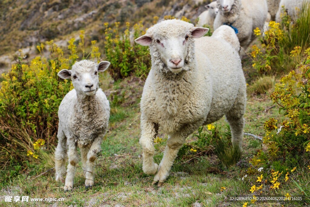 草地上的母羊与小羊羔