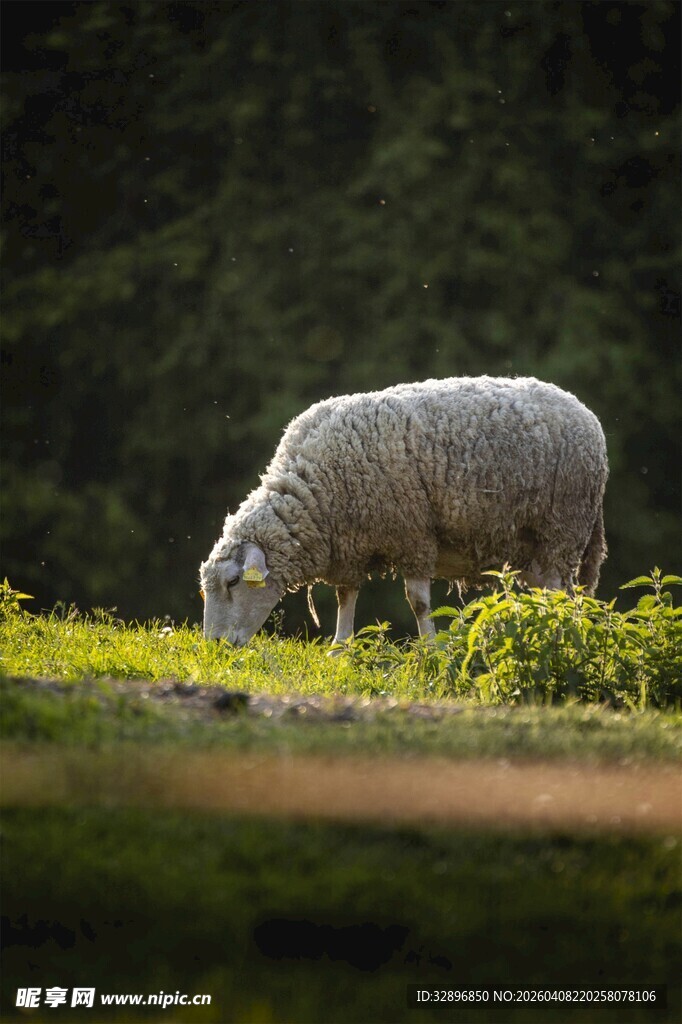 草原上吃草的绵羊