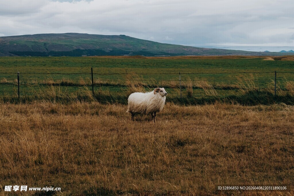 草原上独自站立的绵羊