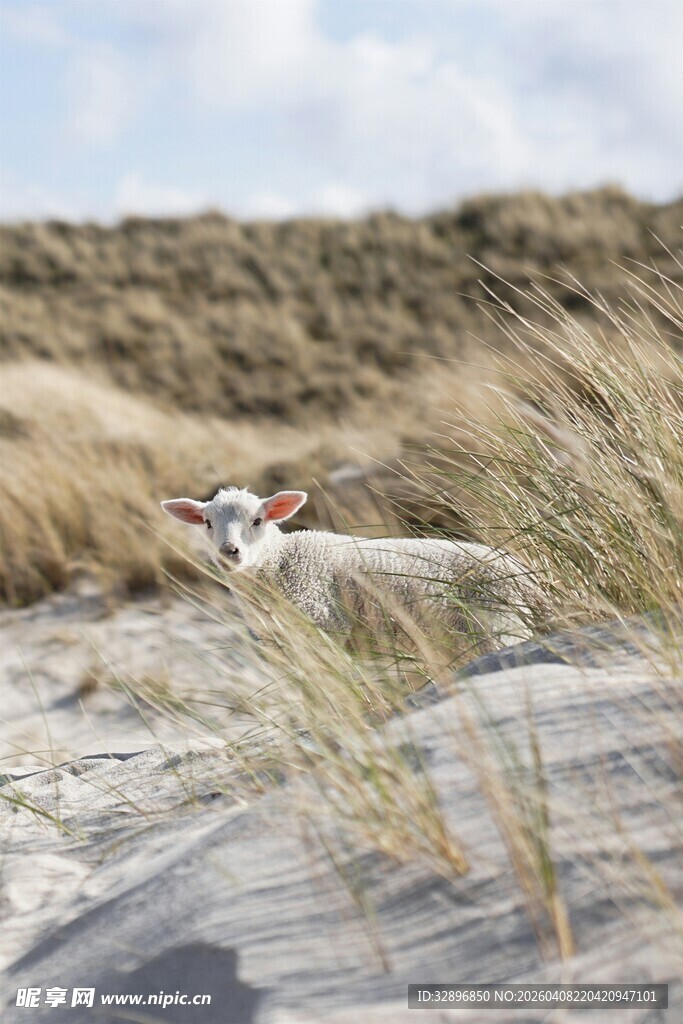 沙滩草丛中的可爱狗狗