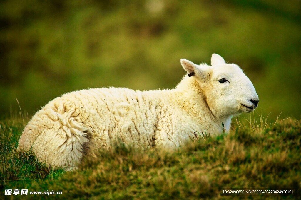 草地上休憩的绵羊