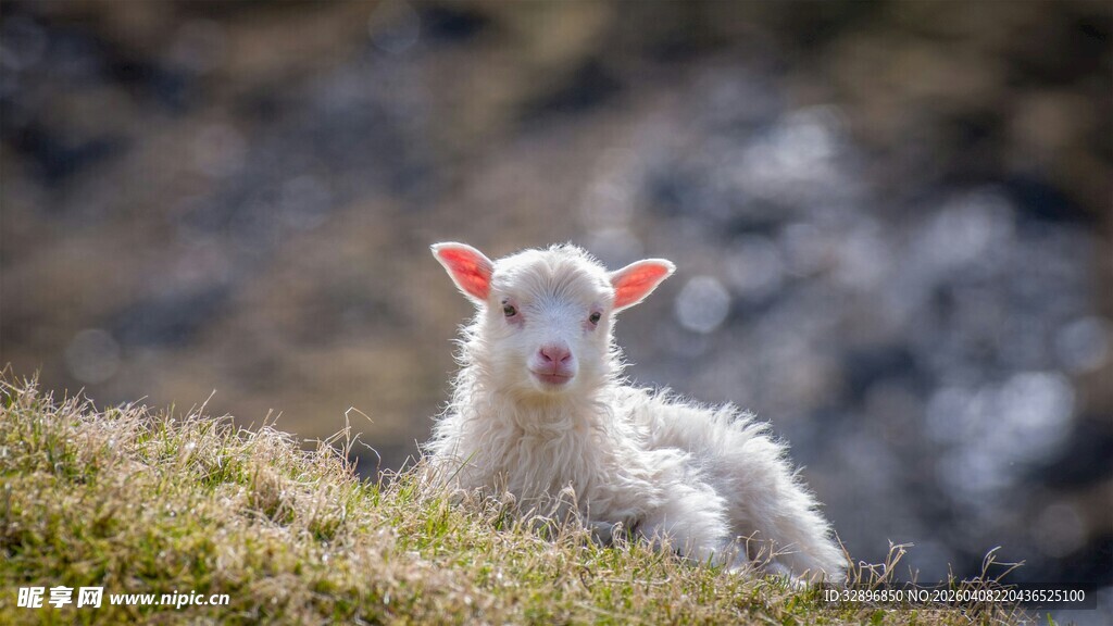 草地上的可爱小羊羔