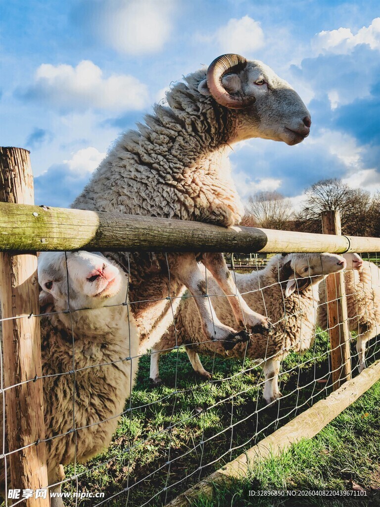 羊儿探头围栏外