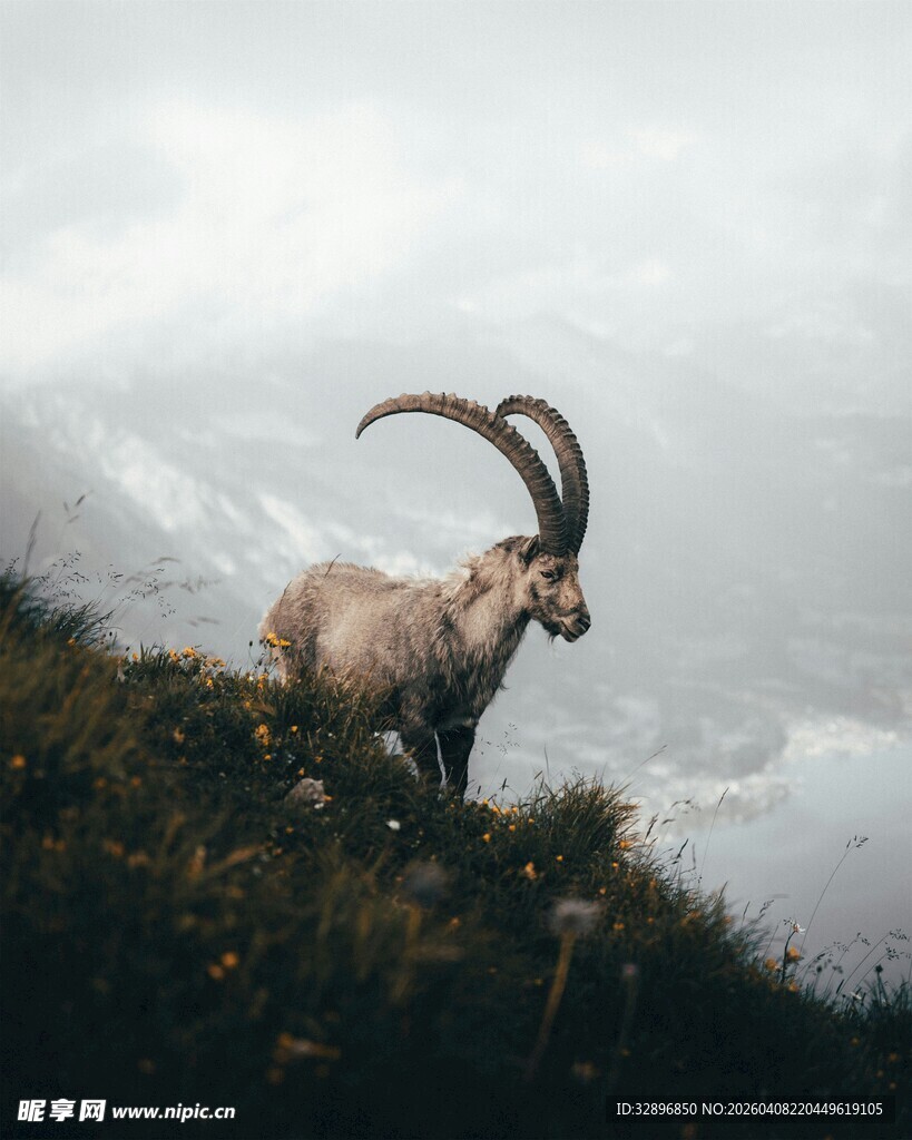 高山上的长角野山羊