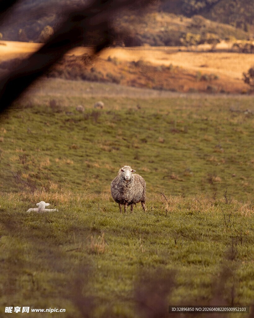 草原上的孤独动物