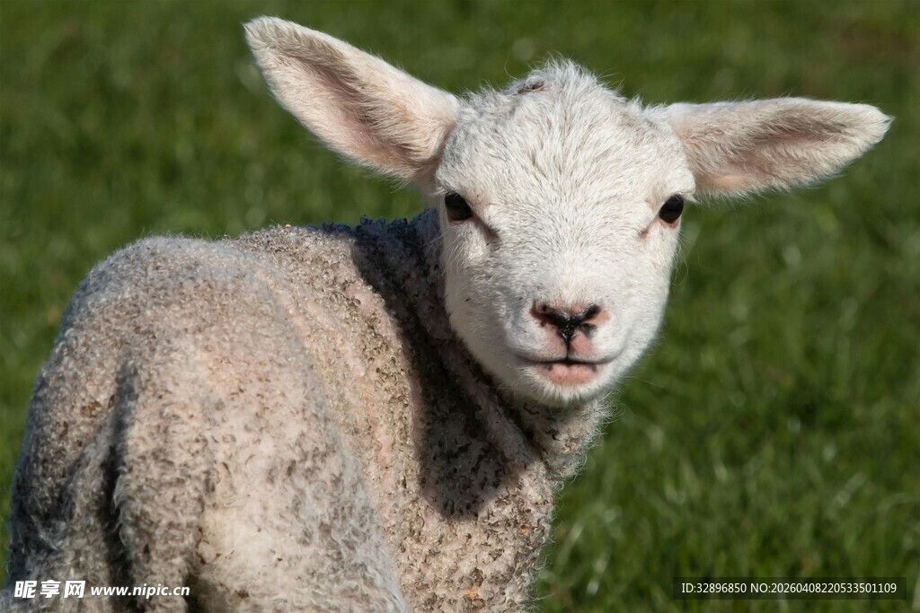 可爱小羊站在翠绿草地上