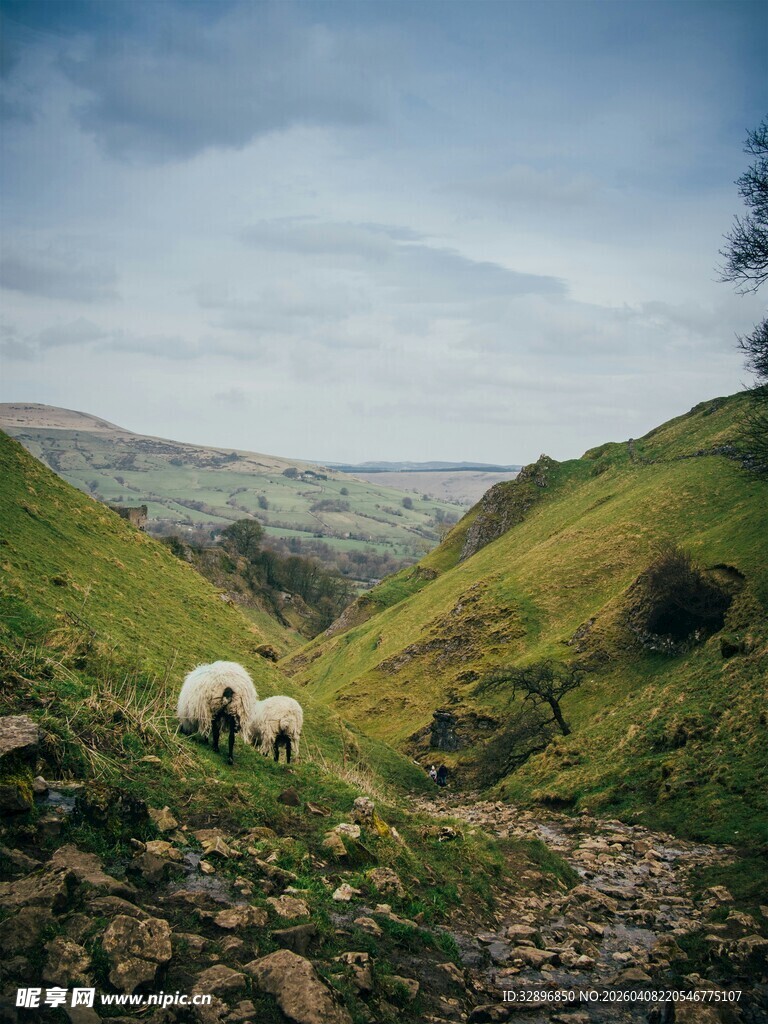 山间草地的悠闲羊群