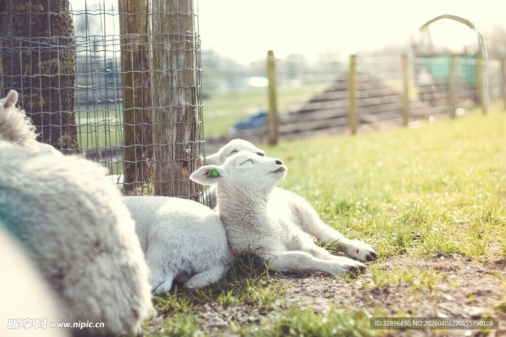 草地上休憩的几只小羊羔