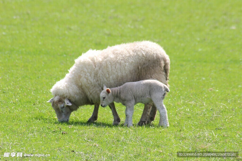 母羊与小羊在草地觅食