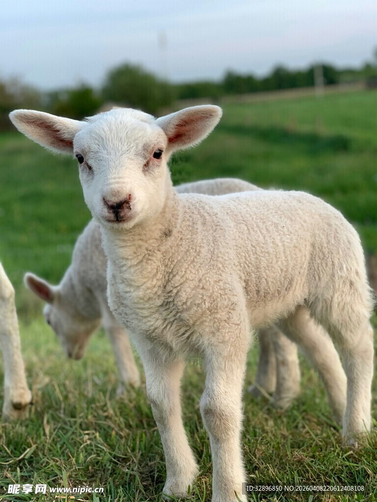 可爱小羊站在翠绿草地上