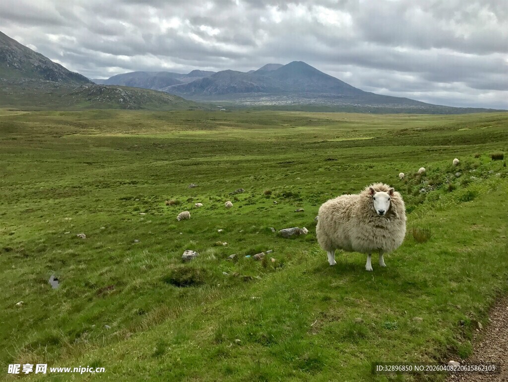 草原上的孤独绵羊