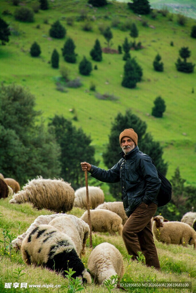 牧羊老人与羊群在绿野