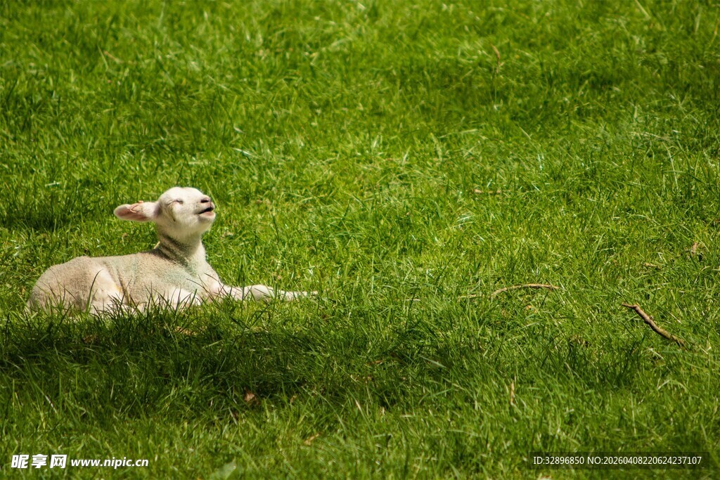草地上休憩的小羊羔