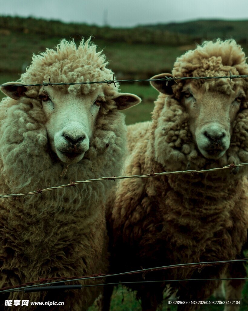 围栏边的两只蓬松绵羊