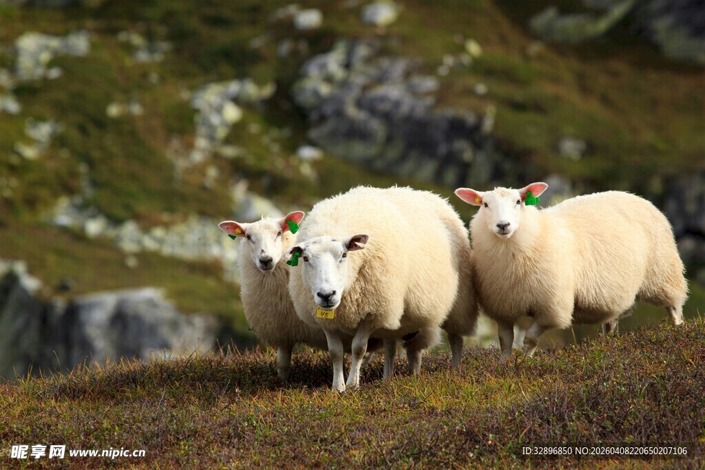 山坡上的三只绵羊