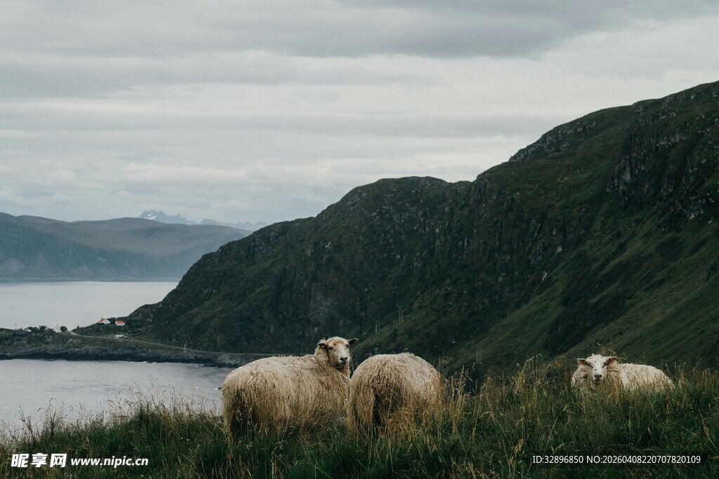 山间湖畔的悠闲羊群