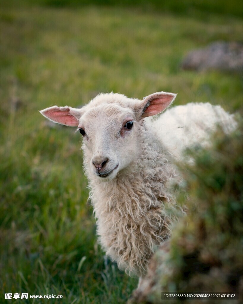 草地上的可爱小羊羔