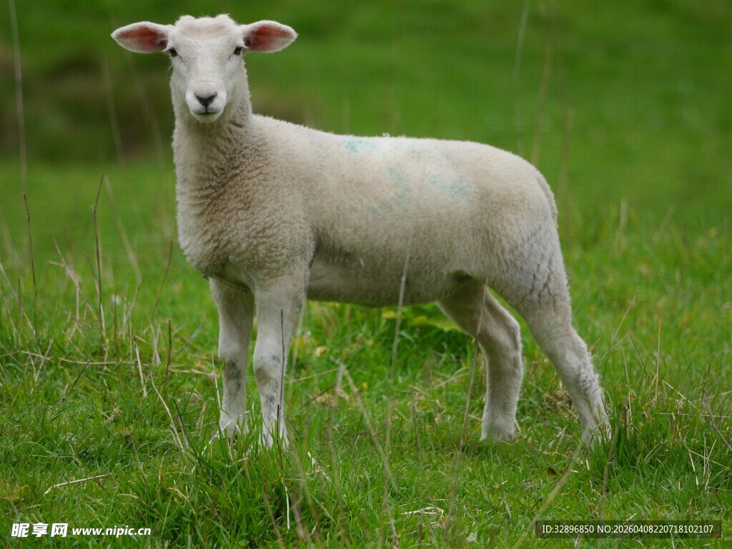 草地上的可爱小羊羔