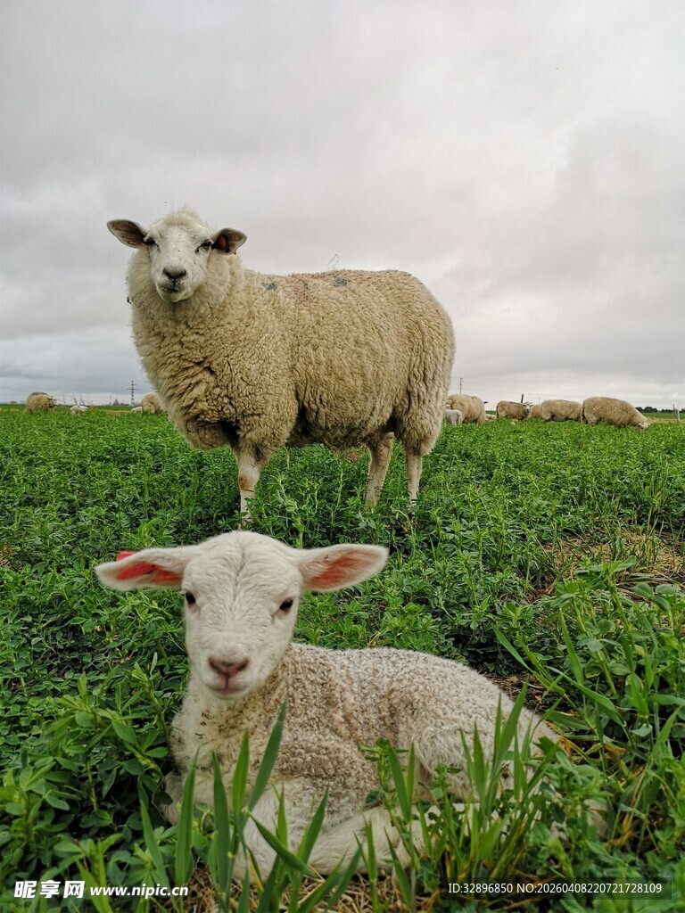 草地上的母羊与小羊羔