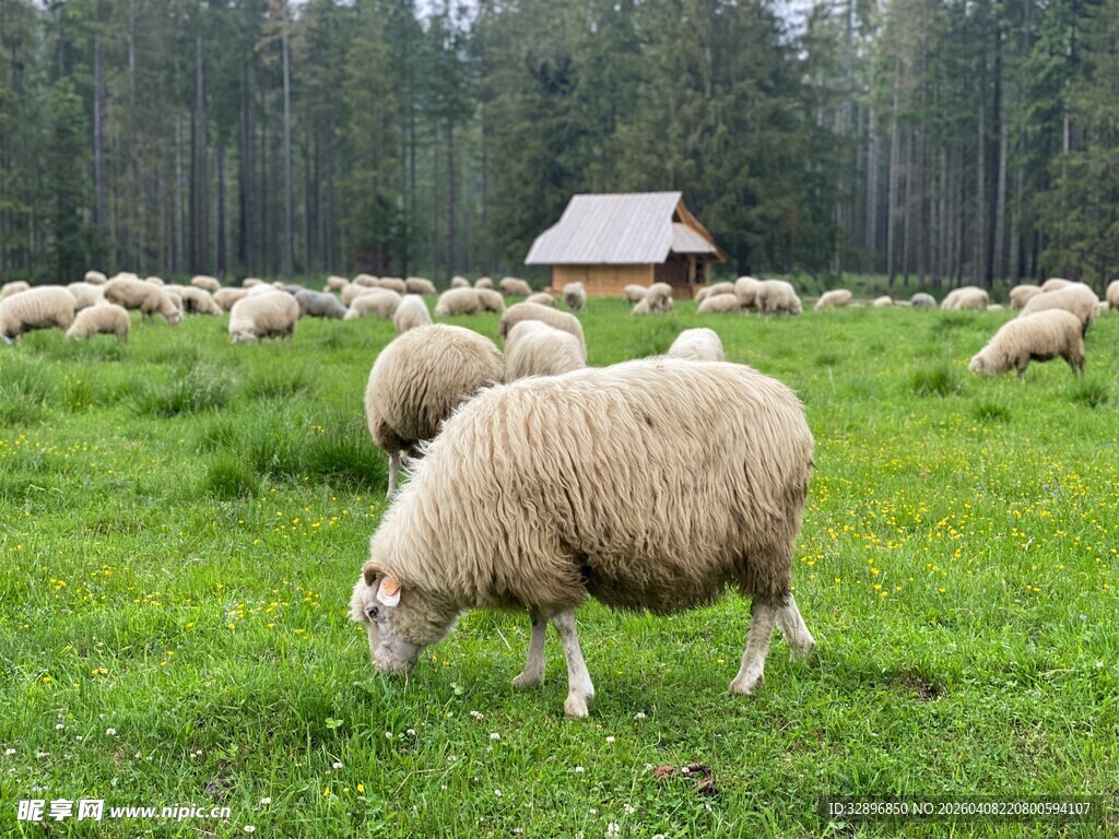 草原上的羊群悠闲吃草