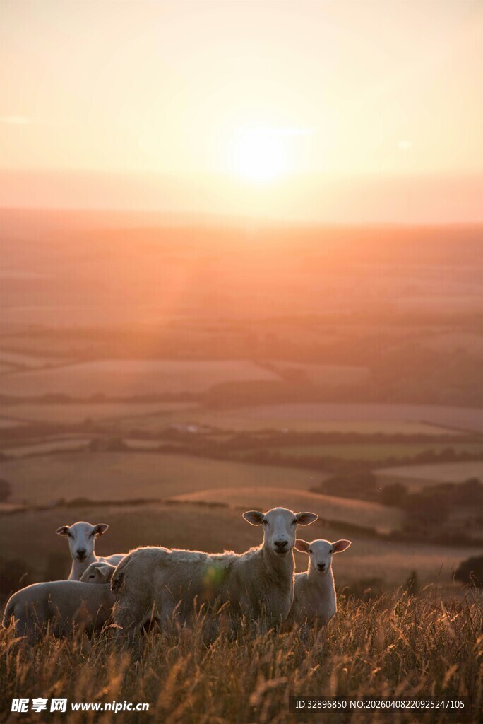 夕阳下的羊群